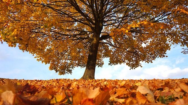 秋の落ち葉と木
